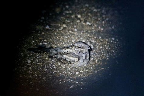 Old World Nightjars from Vhembe, Kruger National Park, ZA-NP, ZA on January 29, 2024 at 08:55 PM ...