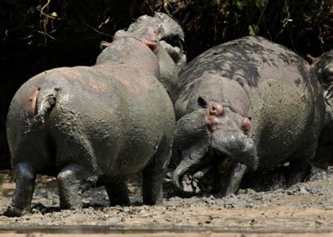 What Sound Does a Hippo Make? Guide to Hippo Noises, Roars, Mating Displays | Storyteller Travel