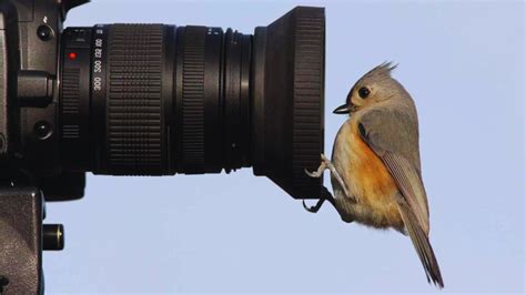 Best Superzoom Camera For Birding in 2023 - Chirper Birds