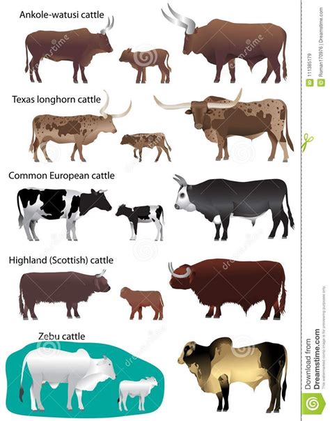 the different types of cows and their names