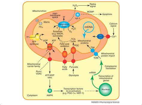 Mitochondrial pharmacology: Trends in Pharmacological Sciences