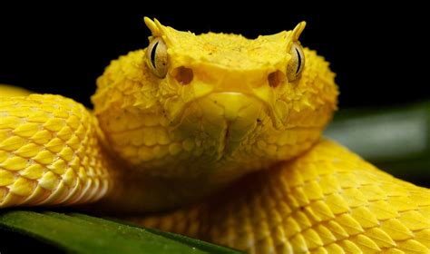 GOLDEN VIPER - Google Search | Anatomía animal, Serpientes, Búsqueda de ...