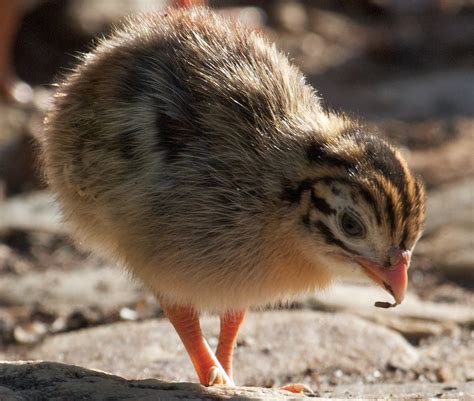 Incubating and Hatching Guinea Fowl - BackYard Chickens Community