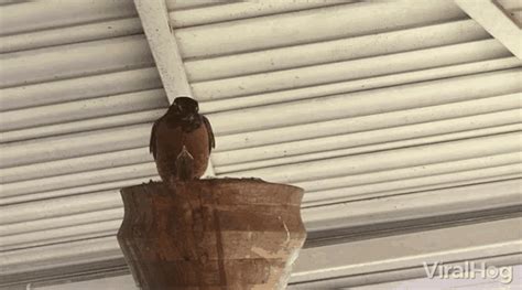 Feeding Baby Bird Hawk GIF - FeedingBabyBird BabyBird Hawk - Discover & Share GIFs