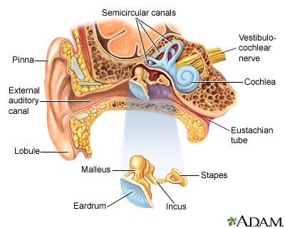 Anatomy Of The Ear