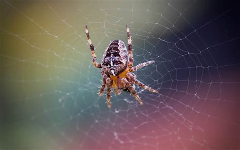 Barn spider on spider web photo HD wallpaper | Wallpaper Flare