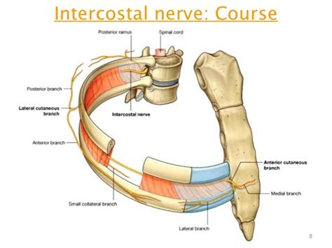 MEDICAL PG QUESTION BANK: Which is a typical intercostal nerve?