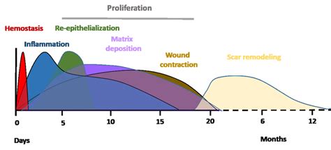 Typical timescale and phases of acute wound healing stages in young... | Download Scientific Diagram