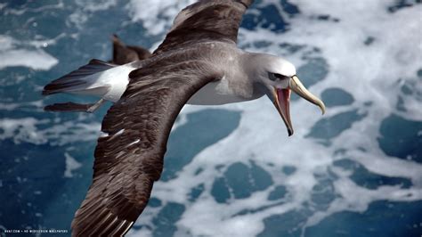 albatross thalassarche salvini flying sea bird hd widescreen wallpaper / birds backgrounds