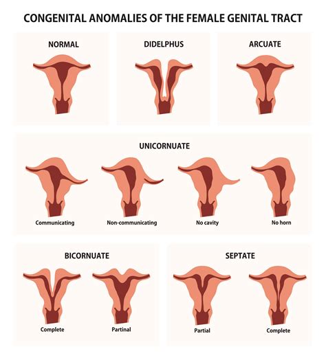 Pregnant Uterus