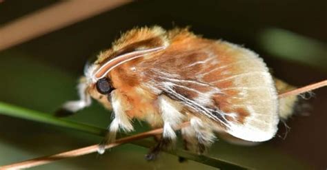 The Top 10 Fluffy, Furry & Fuzzy Moths In The World - A-Z Animals