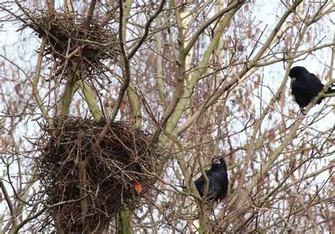 Crow Nesting Habits And Behavior Explained