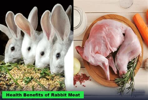 Health Benefits of Rabbit Meat And All You Need To Know - Nagro NG