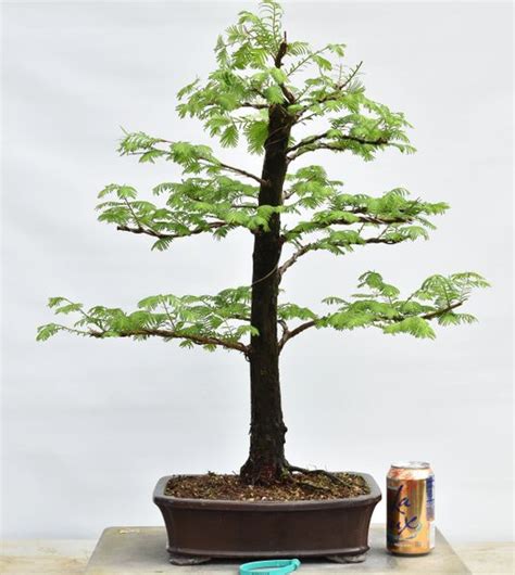 Dawn Redwood Bonsai Tree | Bonsai Learning Center Store