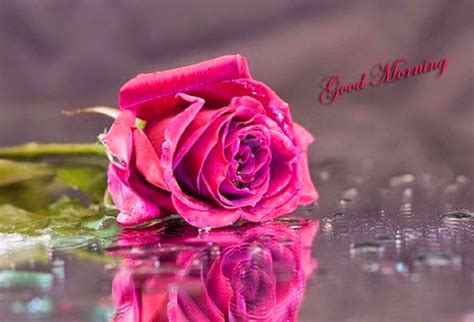 Good Morning-Pink Rose - Good Morning Wishes & Images