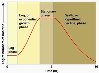 Exponential Growth Graph Biology