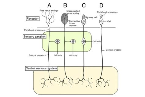 Nociceptors - Unbelievable Facts