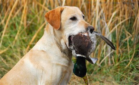 Dog Hunting Training: Best And Complete Guide