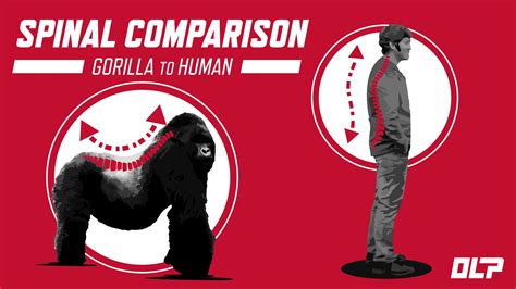 Gorilla Strength Compared To Human