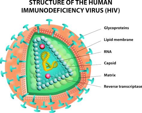 Scientists zoom in on HIV inside a test tube, find critical steps in infection | Live Science