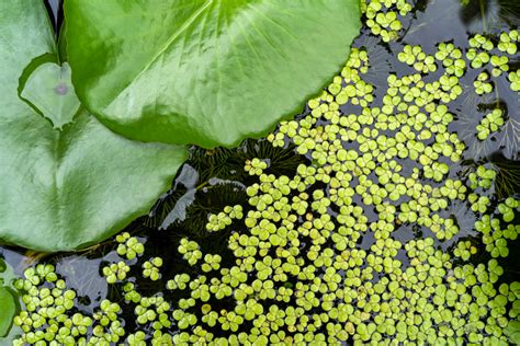 Gardening: Duckweed has its positives, negatives for ponds—but can be ...