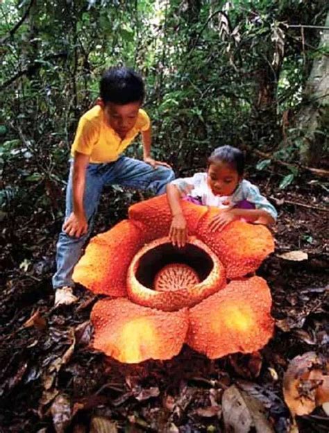 Rafflesia - Giant flower that smells like corpse - FilipiKnow