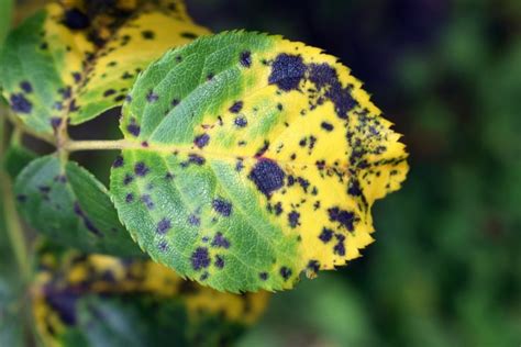 Black Spot Is An Illness Of Rose Leaves - Identify And Treat The Causes ...