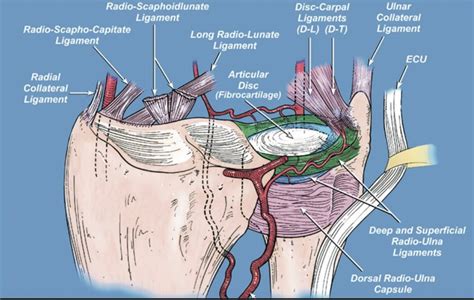 Tfcc Diagram