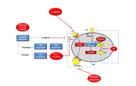 Cardio protective drugs: Antiplatelets therapy