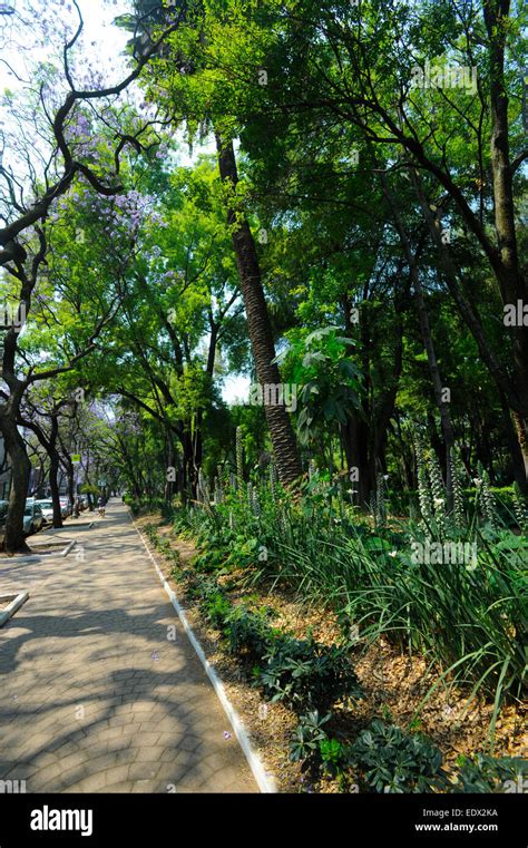 Parque Mexico (Mexico Park) in the La Condesa neighborhood of Mexico ...