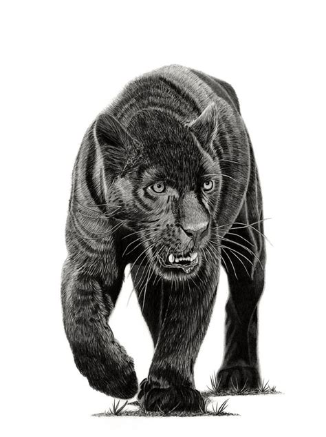 Black Panther Pencil drawing by Paul Stowe | Artfinder