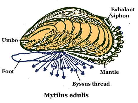 Practical e-Manual and Non-chordate Theory for B. Sc.- I By. Dr. Vidhin Kamble: Phylum Mollusca ...