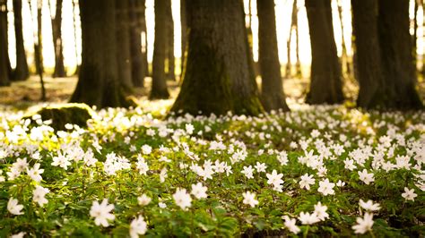 Spring Forest wallpaper | 1920x1080 | #70754