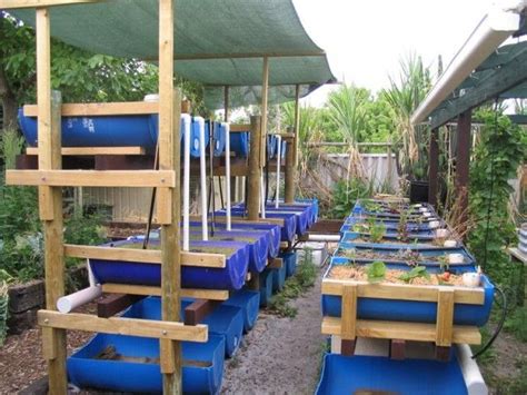 Barrel Aquaponic Systems - Backyard Aquaponics | Backyard aquaponics, Aquaponics, Aquaponics ...