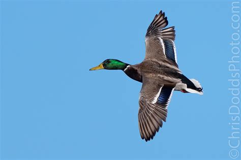 Mallard drake in flight dorsal view — Nature Photography Blog