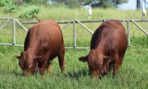 Afrikaner Cattle - Beef Production in South Africa