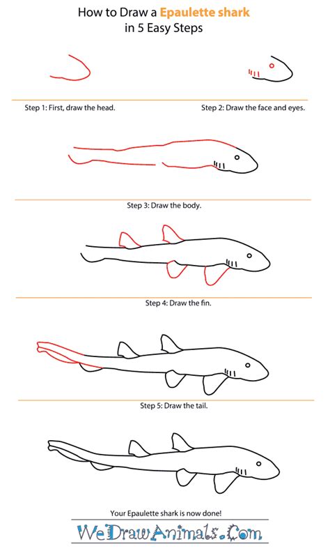 How to Draw an Epaulette Shark