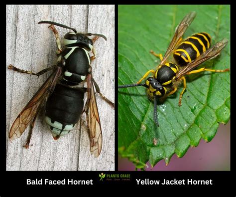 Bald Faced Hornet Vs Yellow Jacket: 5+ Differences To Tell