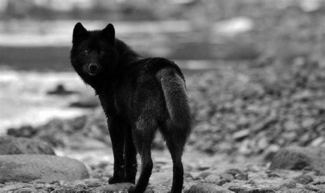 Black Wolf Howling Wallpapers - Top Free Black Wolf Howling Backgrounds ...