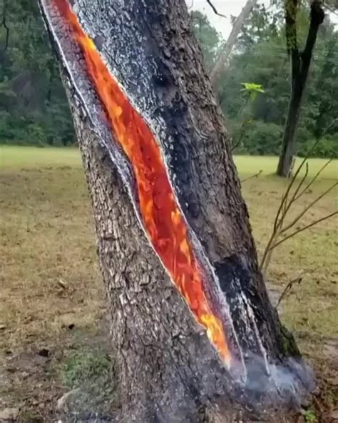 A tree on fire after a lightning strike : r/dontputyourdickinthat