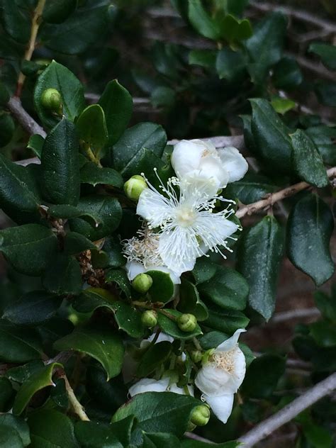 Trees of Santa Cruz County: Luma apiculata - Chilean Luma