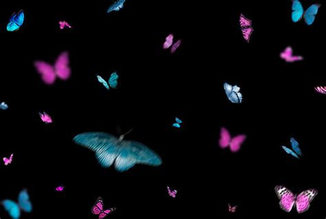 220 FREE Butterfly Overlays for Photoshop