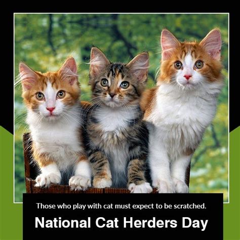 National Cat Herders Day | Carpet cleaning pet stains, How to clean carpet, Carpet cleaning ...