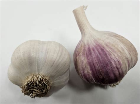 Buy Garlic - The Garlic Underground llc- Wisconsin Garlic Farm