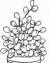 Plants Coloring Pages Printable  Home sketch template