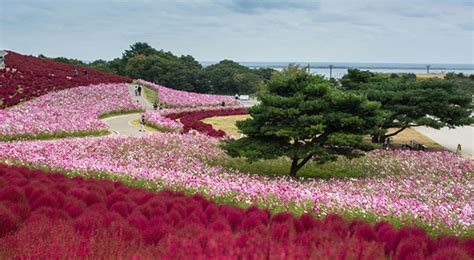 Hitachi Seaside Park - Japan’s Most Spectacular Views in Autumn | hisgo.com