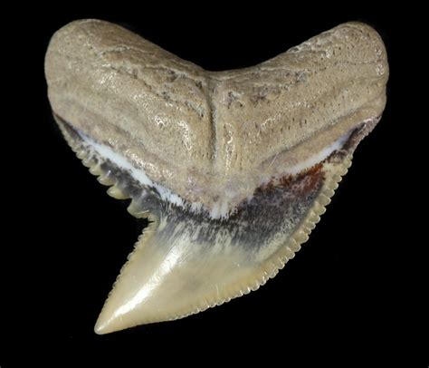 Fossil Tiger Shark Tooth - Lee Creek (Aurora), NC (#47658) For Sale ...