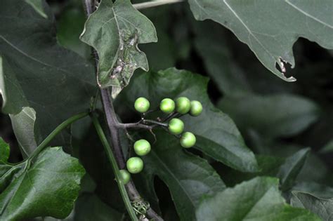 You Grow Girl - Wild Eggplant (Solanum torvum)