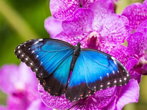 The Famous Blue Morpho - Cambridge Butterfly Conservatory