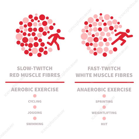 Muscle fibre types, illustration - Stock Image - F038/6160 - Science ...